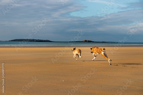 Hunde am Strand