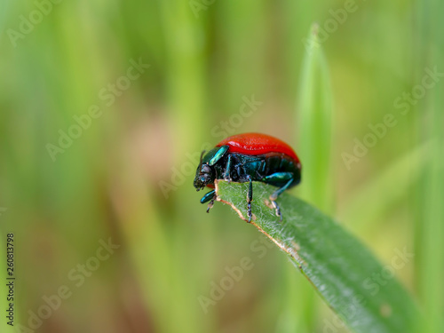 Chrysolina grossa, the red leaf beetle, on grass. Iridescent green and bright red. Close up.