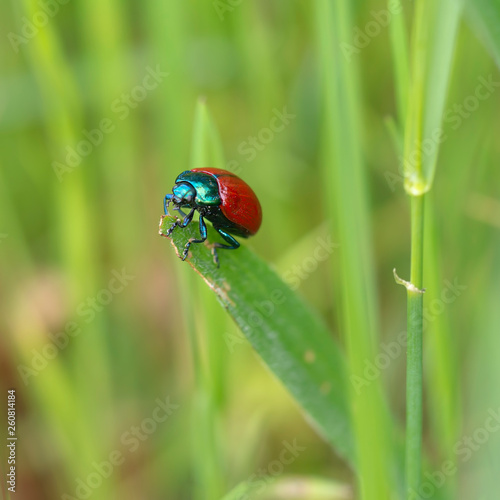Chrysolina grossa, the red leaf beetle, on grass. Iridescent green and bright red. Close up.