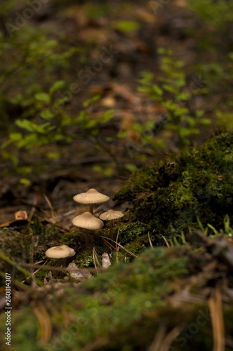 moss and mushroom in the forest. macro