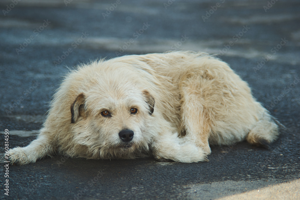 portrait of golden retriever portrait of golden retriever