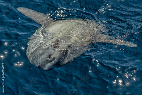 Photography sunfish on sea surface while eating velella jellyfish