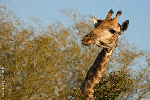 Photography Giraffe / Giraffe / Giraffa Camelopardalis