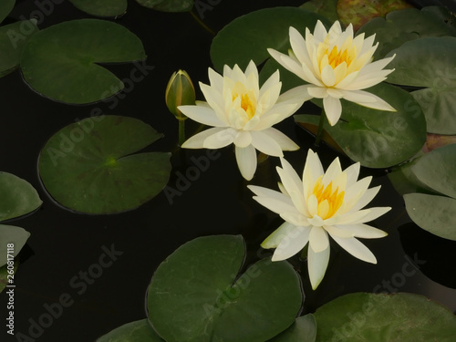 Beautiful water lily flower in the lake .Nymphaea reflection in the pond.Floral summer spring background