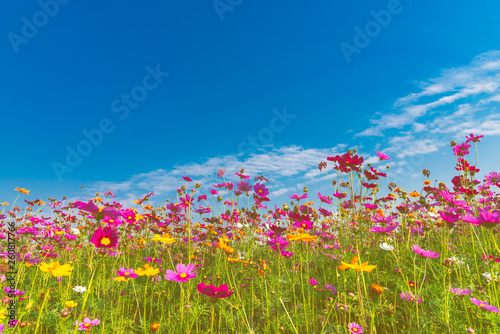 Sweet colorful fresh bright of Cosmos flower with blue sky and white clouds  to nature concept.