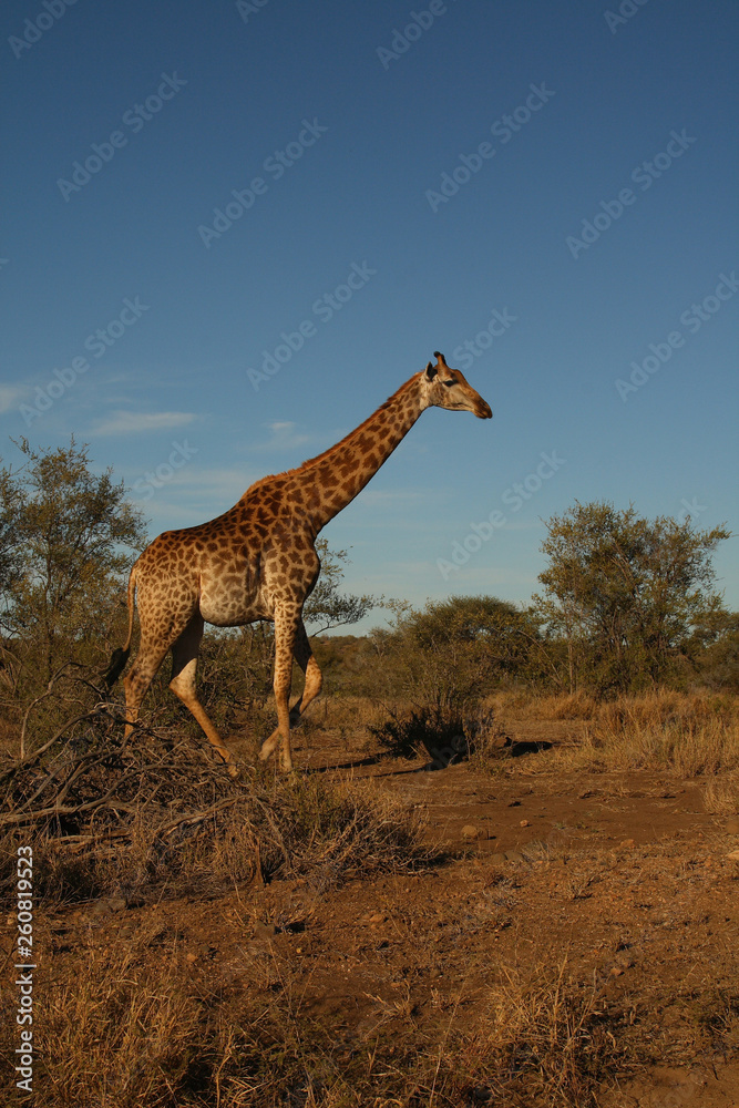 Obraz premium Giraffe / Giraffe / Giraffa Camelopardalis