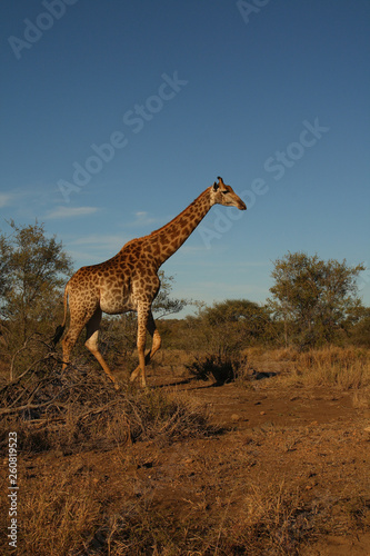 Giraffe   Giraffe   Giraffa Camelopardalis