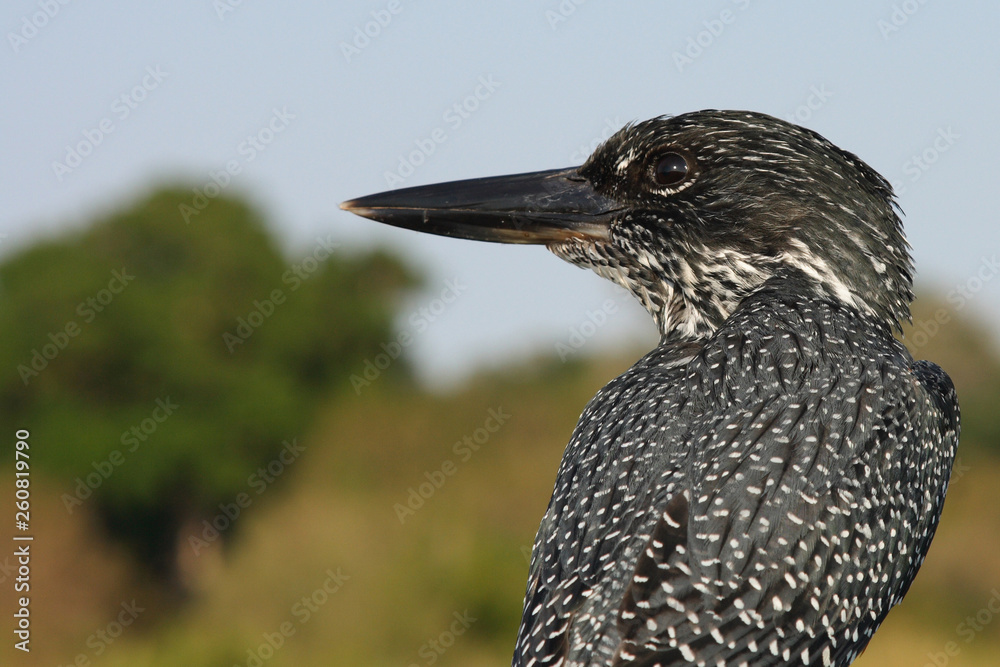 Graufischer / Pied Kingfisher / Ceryle rudis Graufischer / Pied Kingfisher / Ceryle rudis