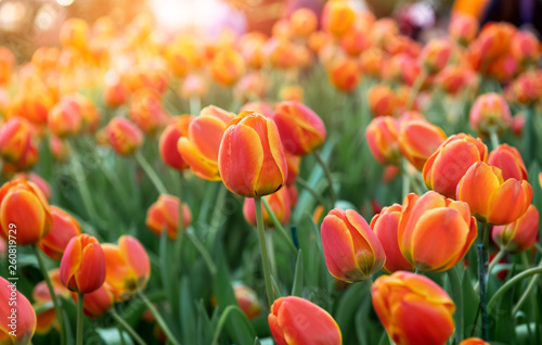 Colorful tulips flower field.