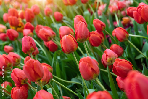 Colorful tulips flower field.