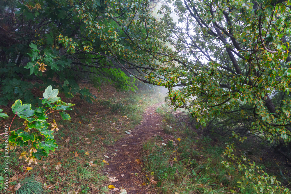 Fototapeta premium path in the forest