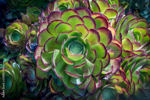 purple rose aeonium succulent cactus closeup isolated against a blurred background