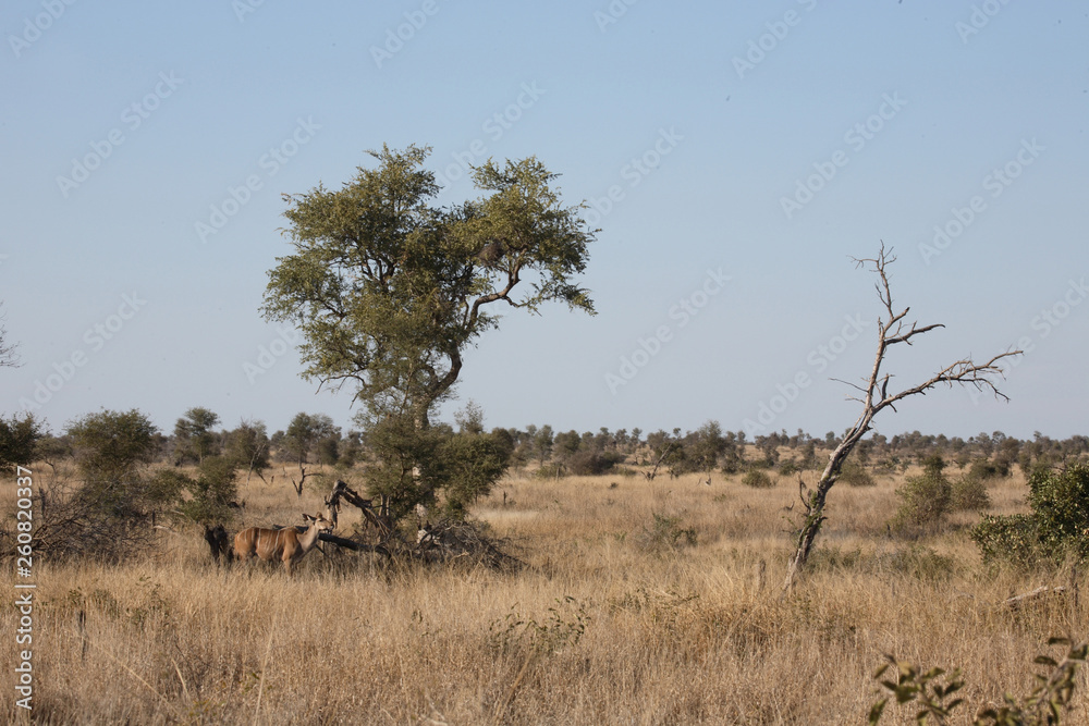 Großer Kudu / Greater Kudu / Tragelaphus strepsiceros. Großer Kudu / Greater Kudu / Tragelaphus strepsiceros.