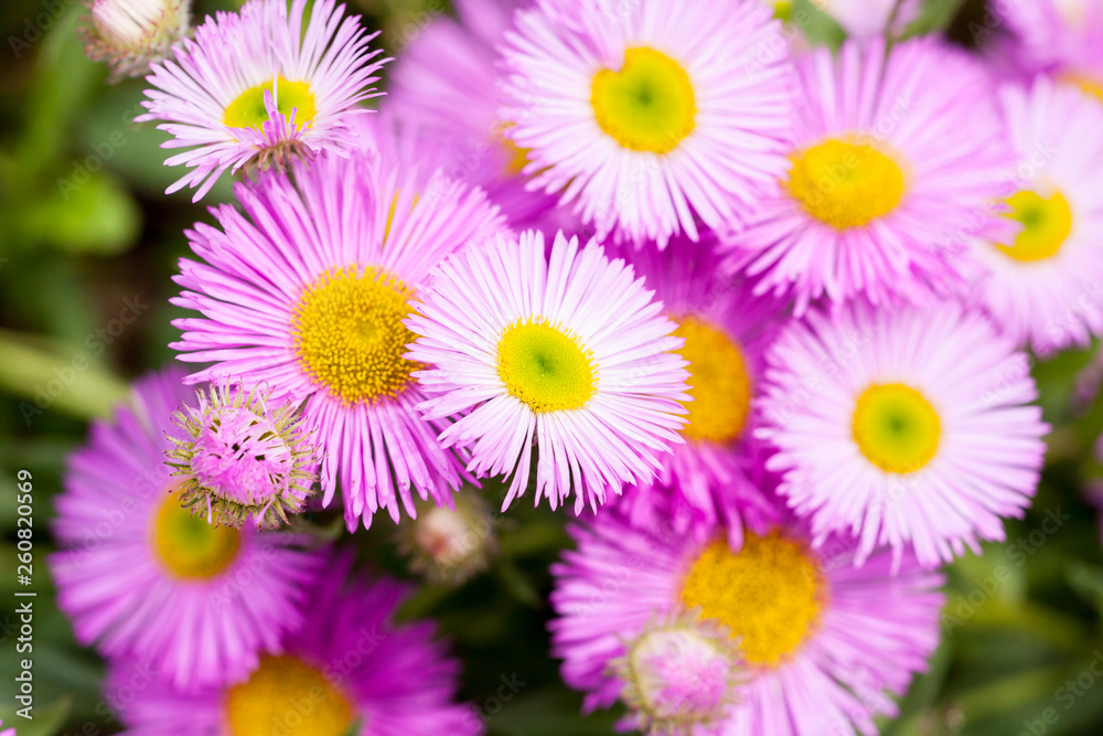 Obraz premium Mexican fleabane or Erigeron karvinskianus in flower. Pink with yellow heart in the daisy family (Asteraceae)