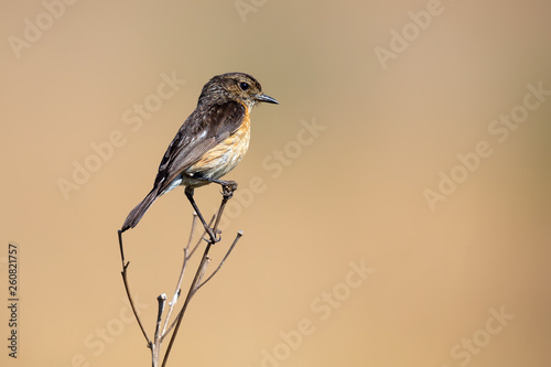 Close-up of a Stonechat female sitting on a perch with soft green background