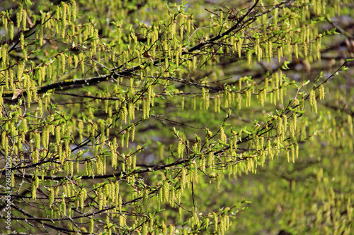 H  ngende Samen am Baum