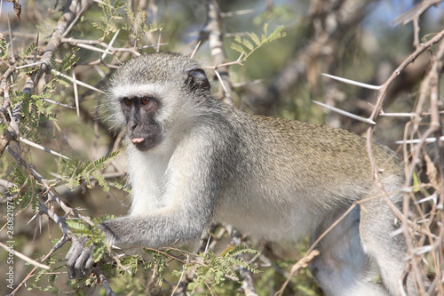 Grüne Meerkatze / Vervet Monkey / Cercopithecus aethiops .