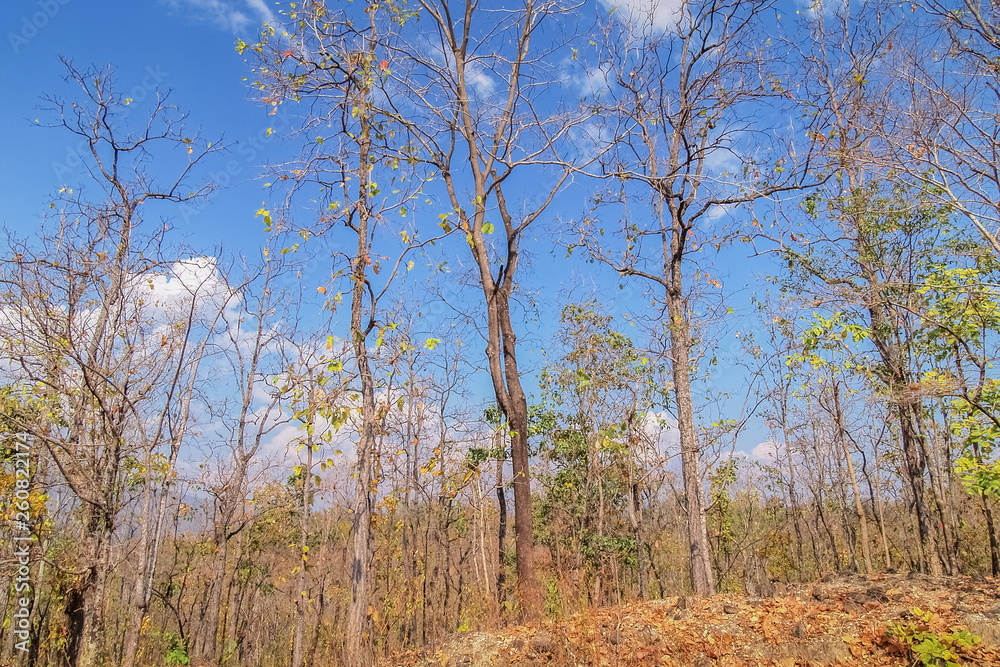 view of dry trees on side road with blue sky background, Mae Ya Waterfall, Ban Luang, Chom Thong District, Chiang Mai, northern of Thailand. view of dry trees on side road with blue sky background, Mae Ya Waterfall, Ban Luang, Chom Thong District, Chiang Mai, northern of Thailand.