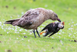 Great skua standing on green grass eating a puffin it killed