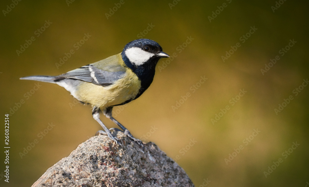 Close-up of a great-tit perched on a rock (Parus major) Close-up of a great-tit perched on a rock (Parus major)