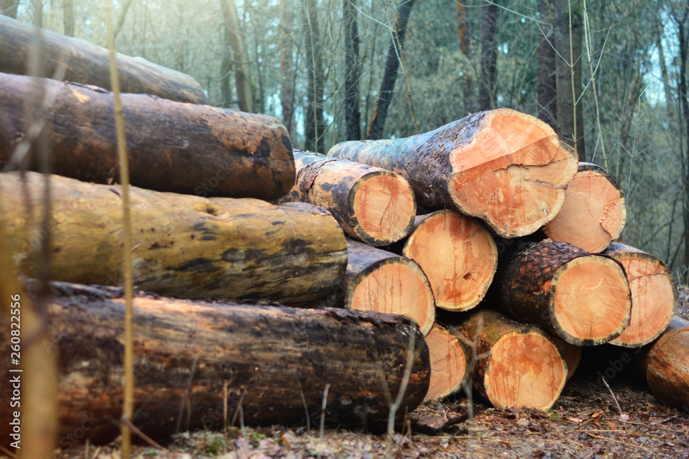 Wood cut logs in a row. Forest clearance Wood cut logs in a row. Forest clearance