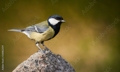 Close-up of a great-tit perched on a rock (Parus major)