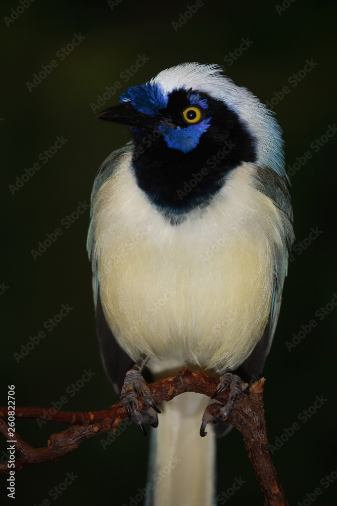 Grünhäher oder Inkahäher / Green Jay / Cyanocorax yncas. Grünhäher oder Inkahäher / Green Jay / Cyanocorax yncas.