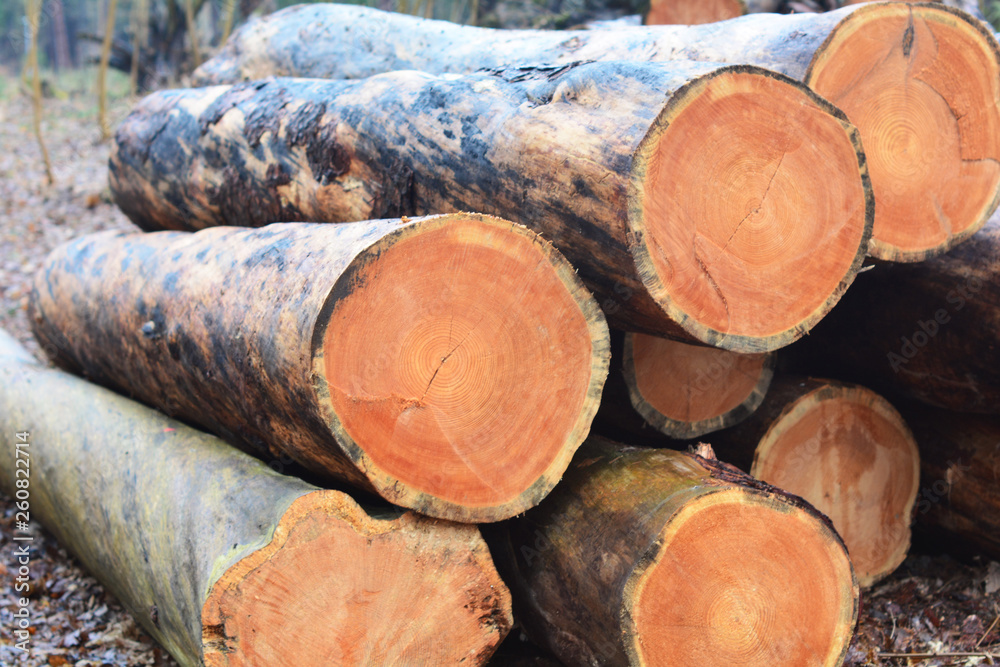 Wood cut logs in a row. Forest clearance Wood cut logs in a row. Forest clearance
