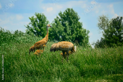 Cranes in the Field photo