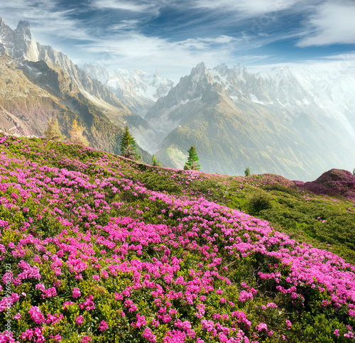 Alpine rhododendrons on the mountain fields of Chamonix