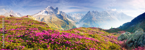 Photographie Alpine rhododendrons on the mountain fields of Chamonix