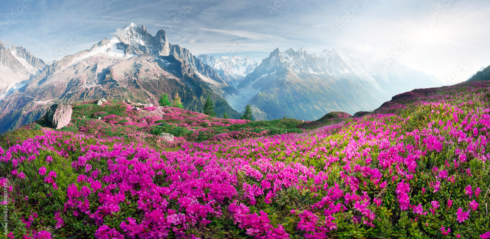 Alpine rhododendrons on the mountain fields of Chamonix - obrazy, fototapety, plakaty 