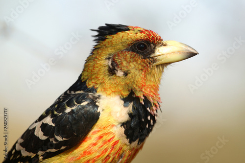 Haubenbartvogel oder Schwarzrücken-Bartvogel / Crested barbet / Trachyphonus vaillantii photo