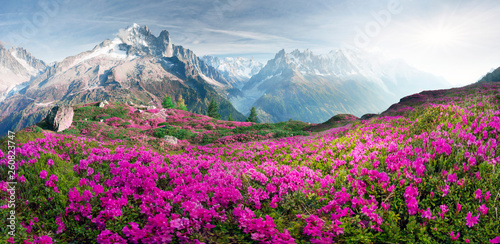 Alpine rhododendrons on the...