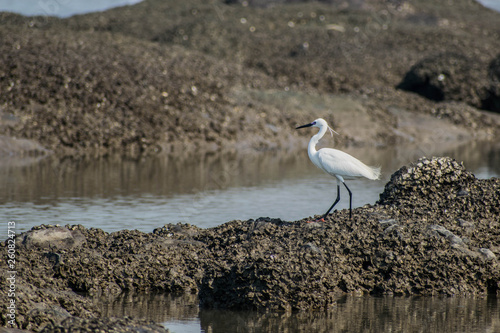Egret on the seashore  © Amlan