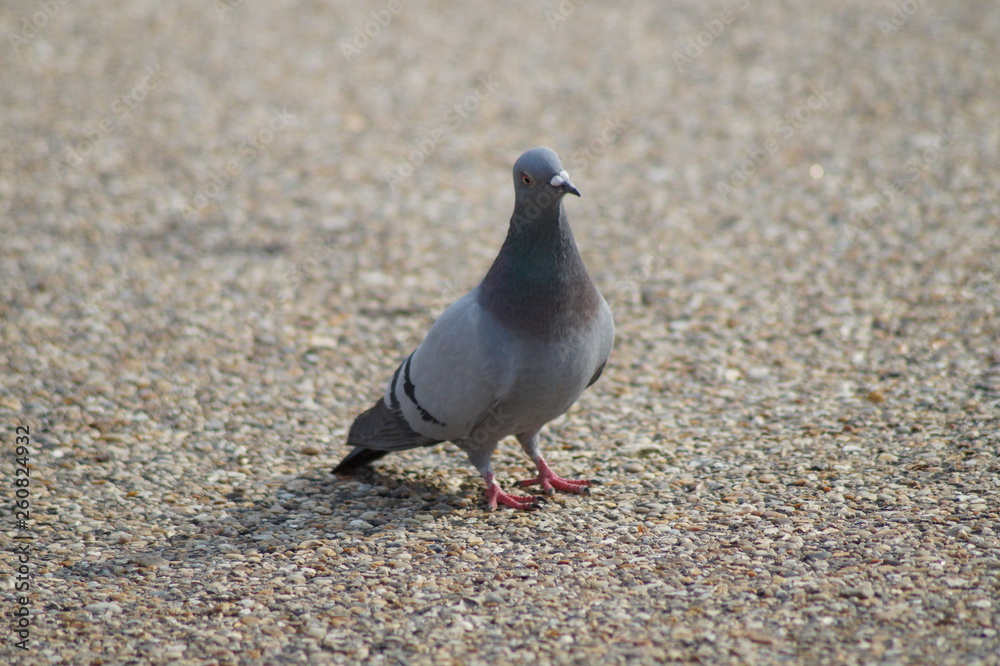 Obraz premium Pigeon
