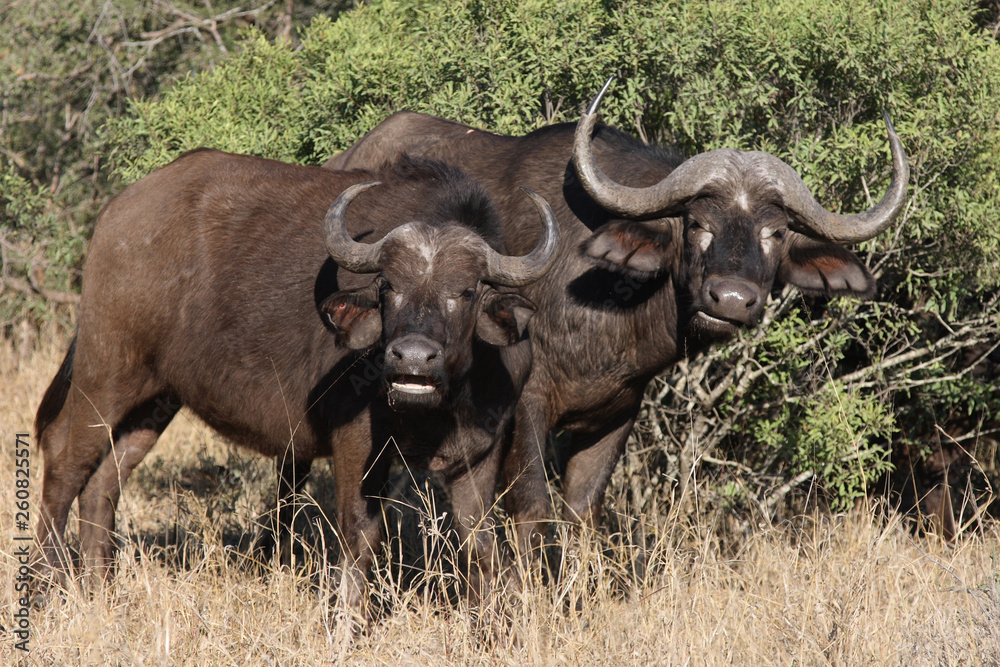 Kaffernbüffel / Buffalo / Syncerus caffer