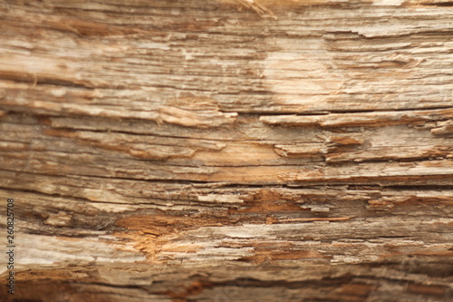 dry untreated wood texture