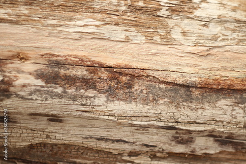 dry untreated wood texture