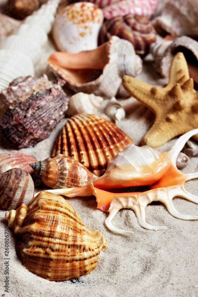 Beach wallpapers.Seashells on sand beach.copy space.Concept of summer
