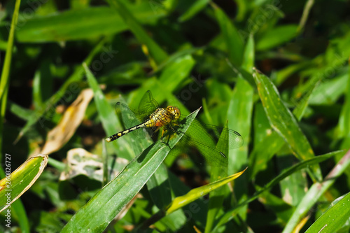 Yellow-green dragonfly perched on the grass, on a natural background