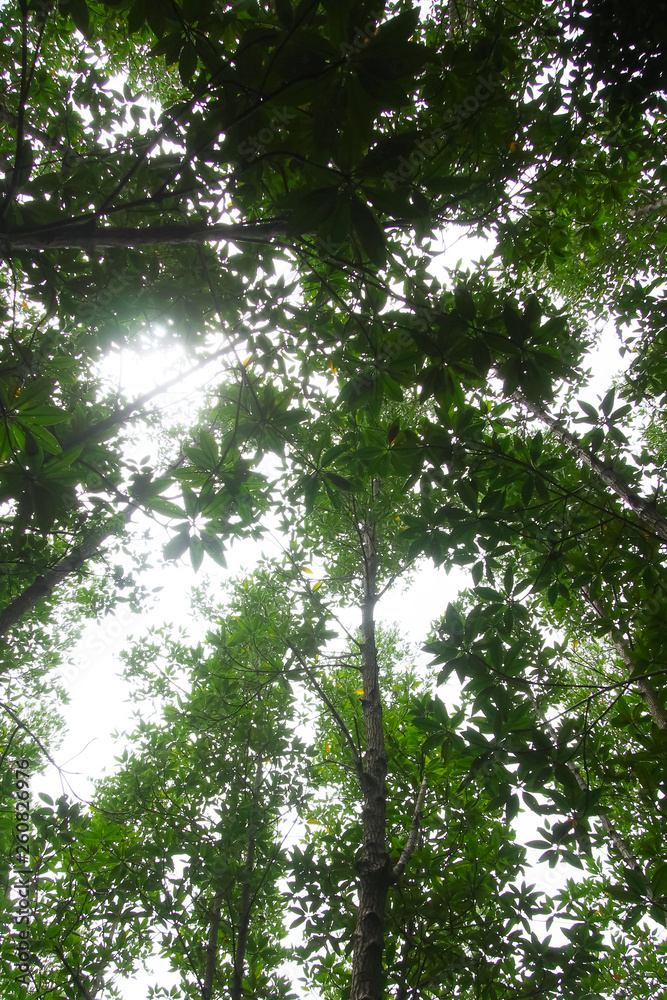 Low angle of nature trees in the green forest, refreshing,for natural background Low angle of nature trees in the green forest, refreshing,for natural background