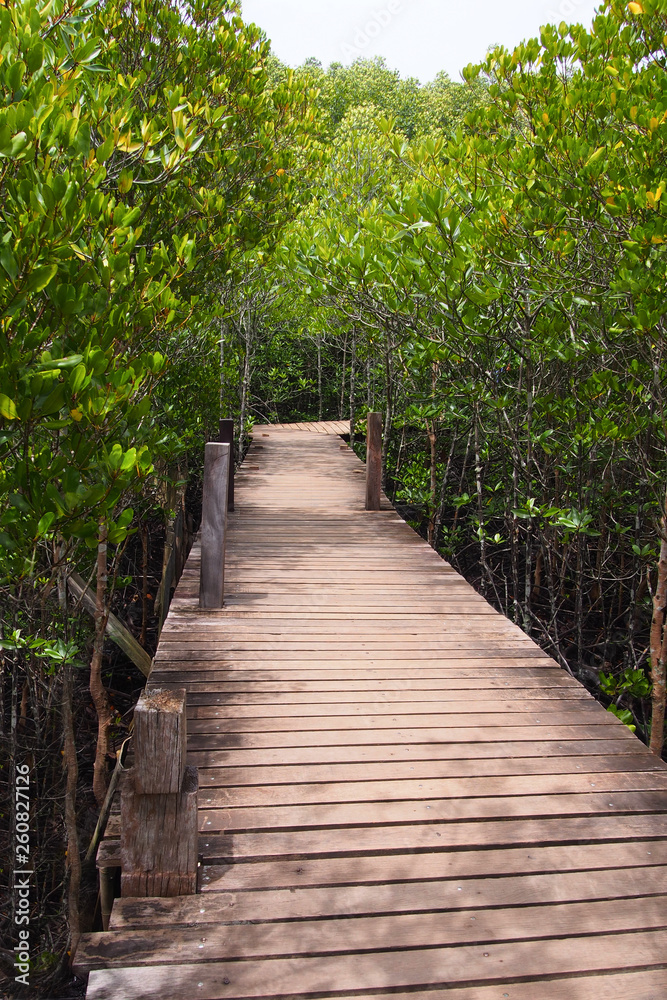 Wooden bridge for a path through the natural mangrove forest, for the natural background Wooden bridge for a path through the natural mangrove forest, for the natural background