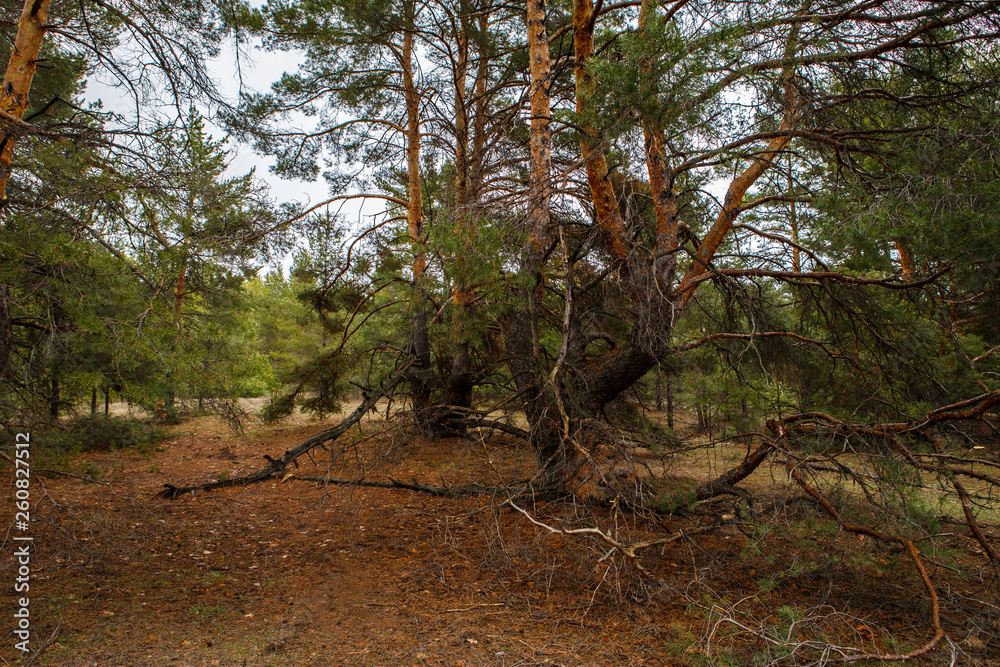 thick pine forest. Russian landscape thick pine forest. Russian landscape