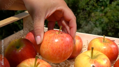 Wallpaper Mural Close-up female hand puts a ripe juicy red apple from a wooden box on the summer sunny day in the fruit garden Torontodigital.ca