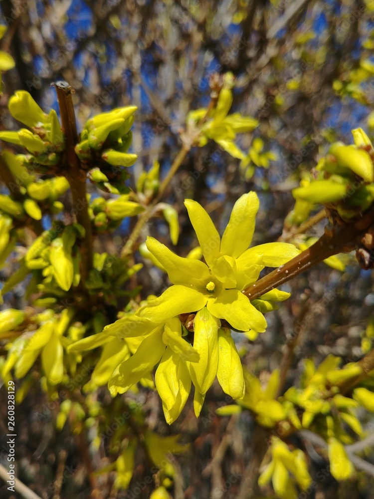 Blooming Forsythia Blooming Forsythia