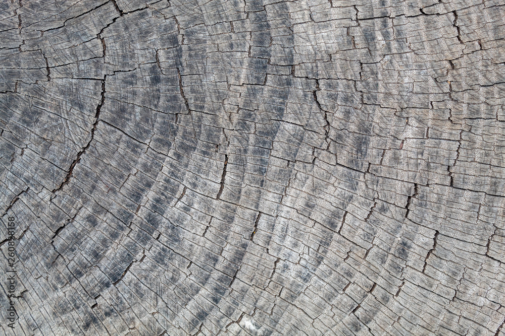 Fototapeta premium Grayish Old Wood Texture