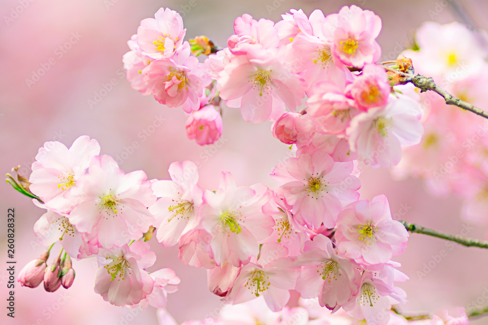 Zierkirsche, Blüten, romantisch, Hintergrund Zierkirsche, Blüten, romantisch, Hintergrund