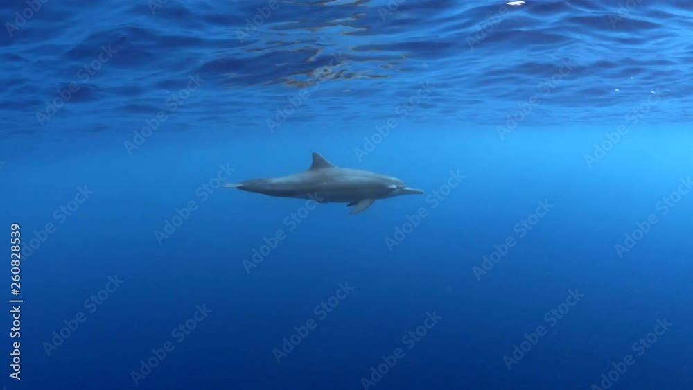 Close Up: Dolphin Swimming Close To Ocean Surface in Big Island, Hawaii Close Up: Dolphin Swimming Close To Ocean Surface in Big Island, Hawaii