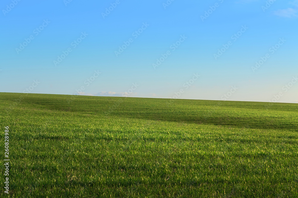 green wheat field / photo by countryside agriculture green wheat field / photo by countryside agriculture
